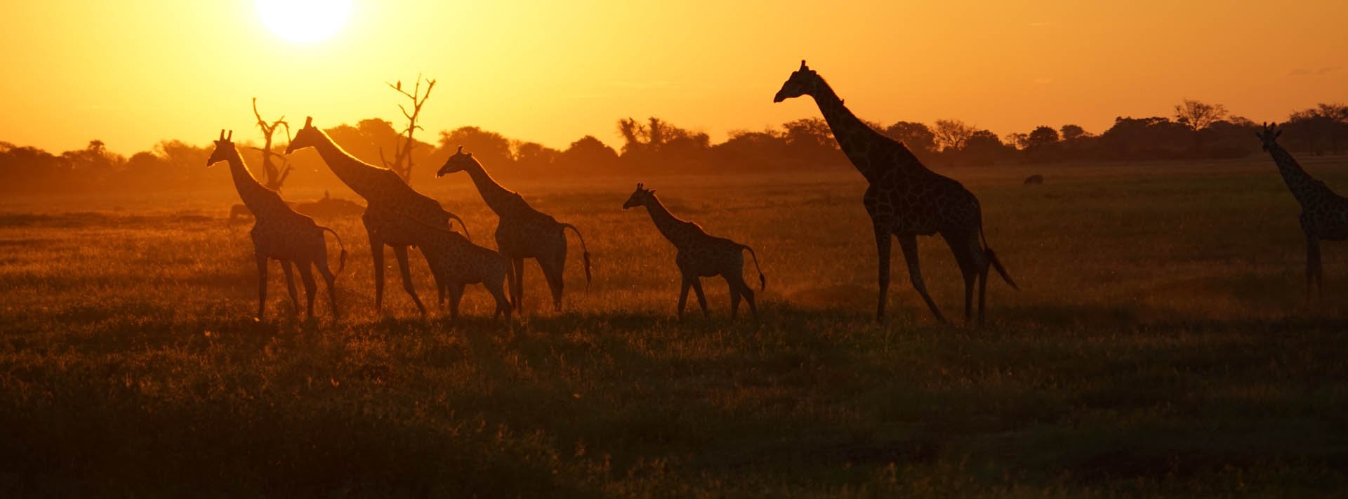 Silhouette einer Giraffenherde bei Sonnenuntergang. 