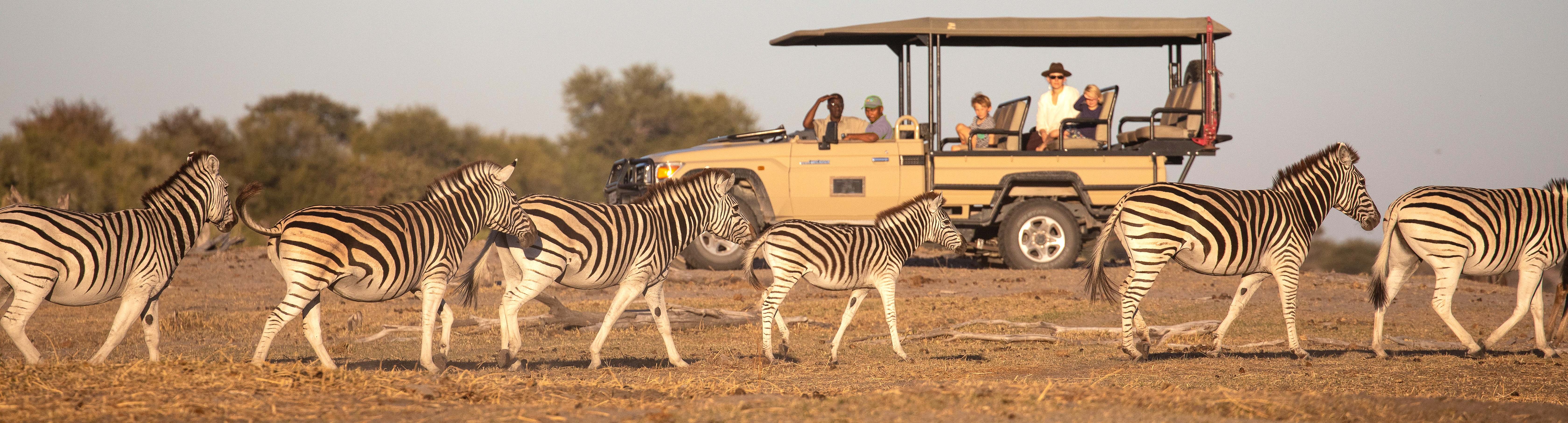 Zebras laufen vor einem offenen Safari-Geländewagen mit mehreren Personen in einer trockenen Savannenlandschaft