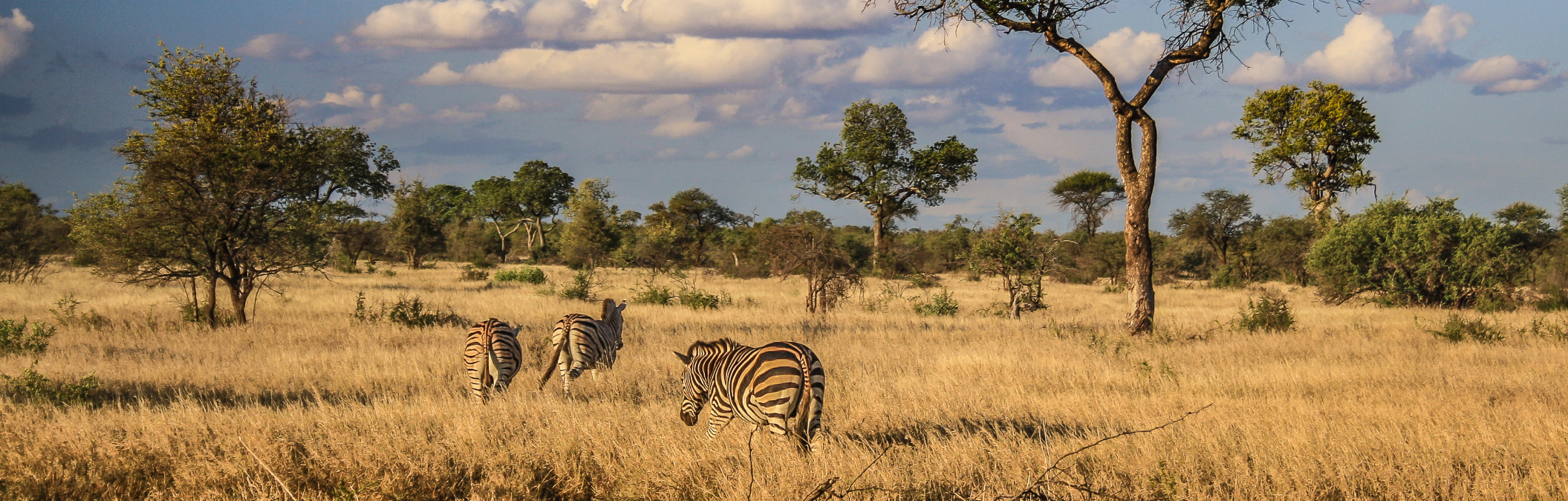 Drei Zebras stehen und grasen in einer offenen Savannenlandschaft mit einzelnen Bäumen und weitem Himmel.