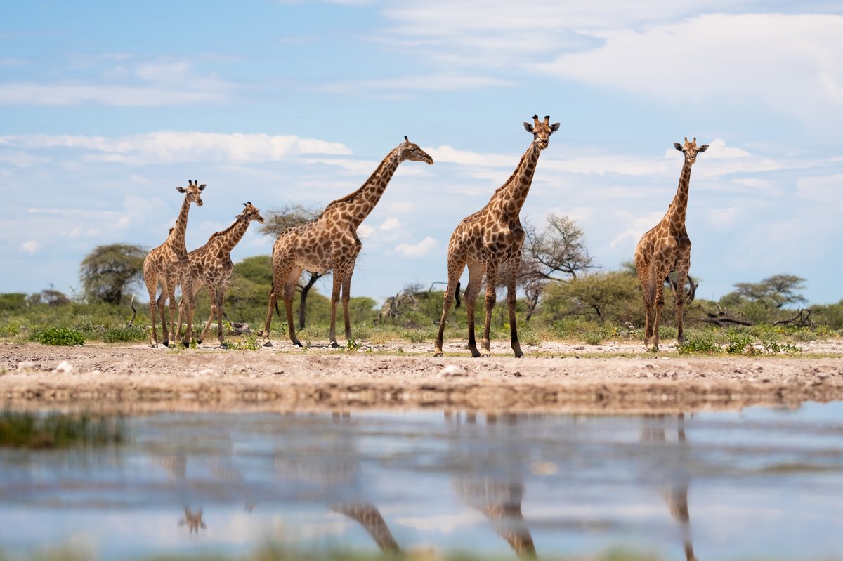 Mehrere Giraffen spiegeln sich in einem Gewässer. 