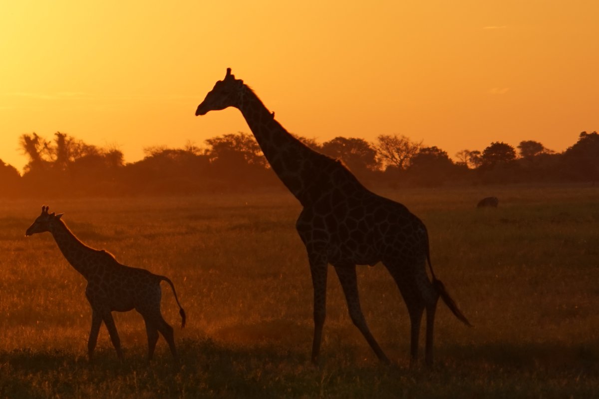 Silhouette einer Giraffenherde bei Sonnenuntergang. 