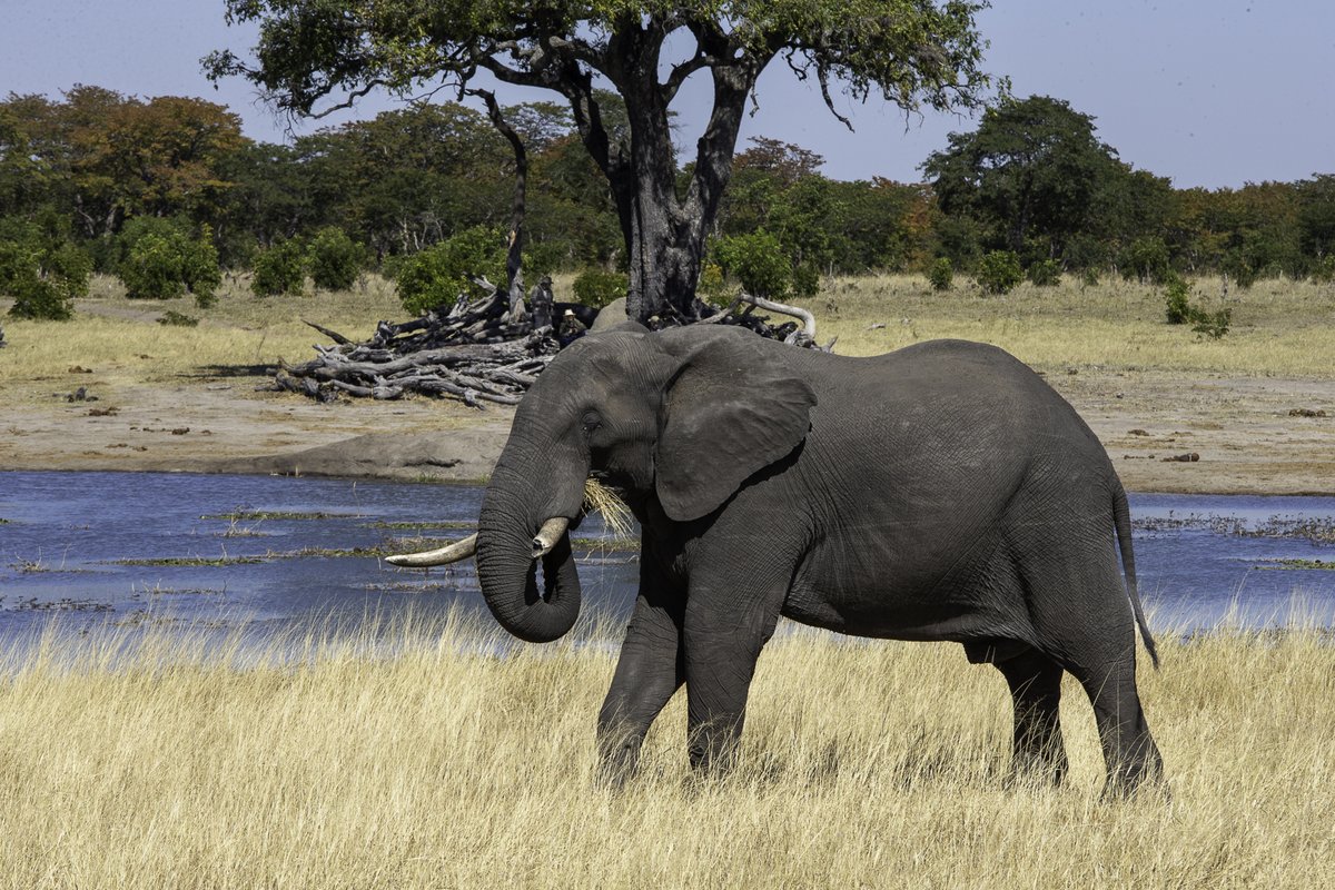 Elefant steht im Gras vor einem Wasserloch mit Baum im Hintergrund