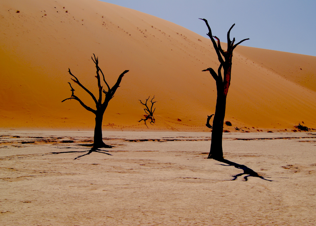 Schwarze markante Bäume vor roten Sanddünen